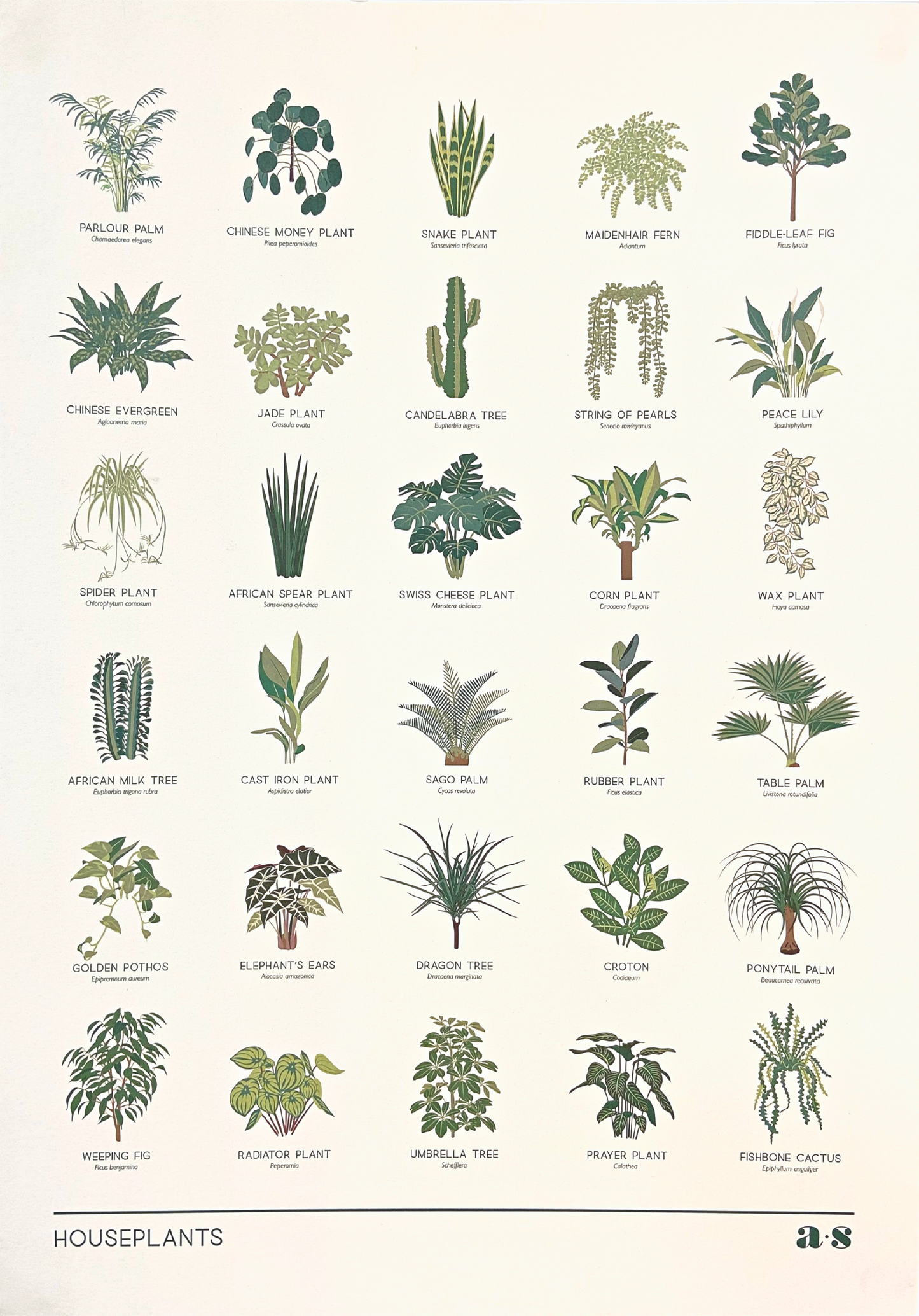 Poster met 30 planten en namen A3