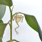 Plant Hanger Tree Frog Gold (10g) 